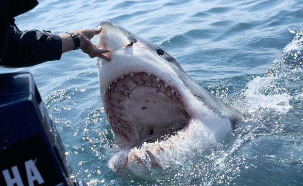 כריש, עמלץ לבן (צילום: Alexis Rosenfeld, GettyImages)