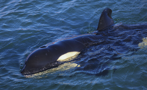 לווייתן (צילום: Hagen Hopkins, Getty Images)