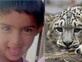 בת 6 נטרפה למוות על ידי נמר בחבל קשמיר - בפעם הרביעית החודש