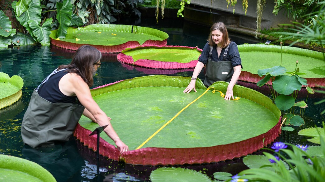 בוליביאנה (צילום: kewgardens, טוויטר)