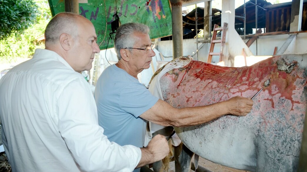 מטפלים בכוויות הקשות של הסוסה מונה