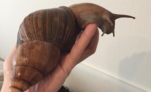 חילזון אפריקאי ענק (צילום: the_giant_snails, מתוך הרשתות החברתיות לפי סעיף 27א' לחוק זכויות יוצרים)