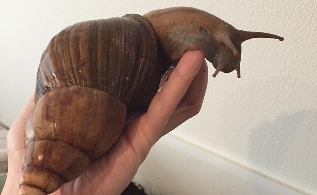 חילזון אפריקאי ענק (צילום: the_giant_snails, מתוך הרשתות החברתיות לפי סעיף 27א' לחוק זכויות יוצרים)