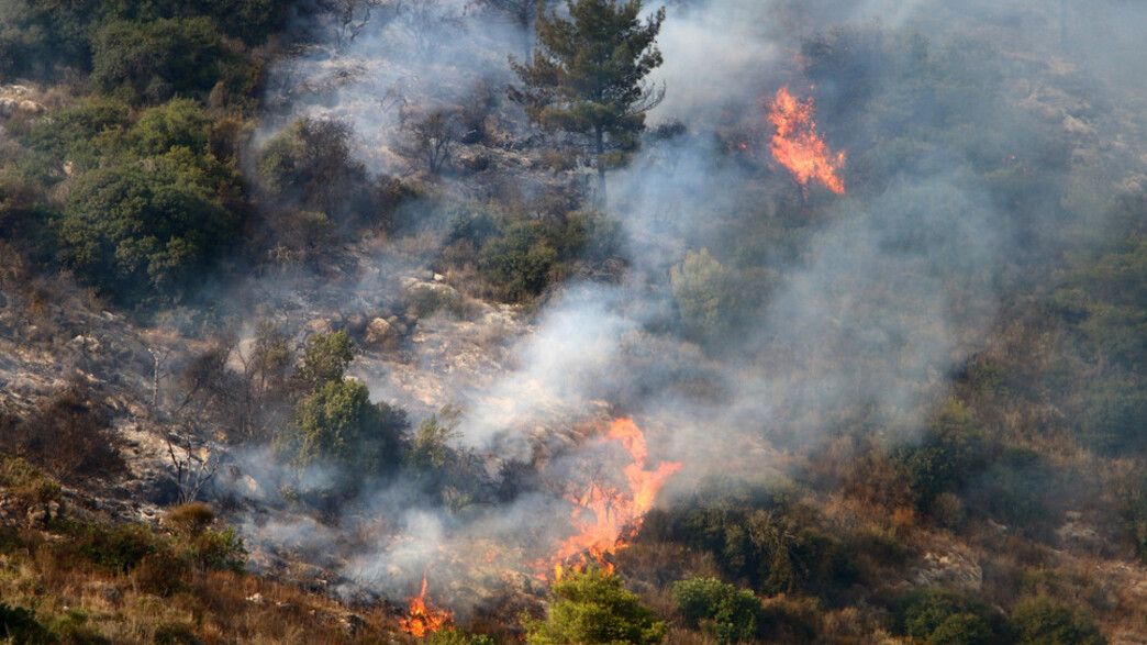 שריפת יערות