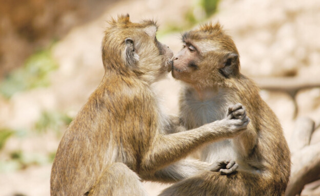 מה הלוז – 5.7 - משפחה - פעילויות קיץ ברחבי הארץ - מקלט הקופים בחבל (צילום: שיר רן, יחצ)