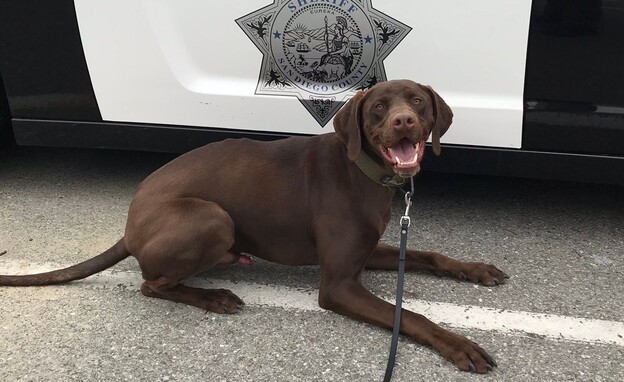 הכלב מיילו, גיבור הפרשה (צילום: שריף סן דייגו, SKY NEWS)