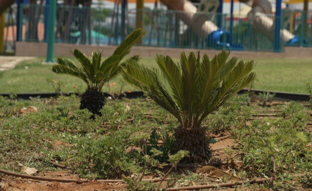 הדקל הננסי, הצמח הרעיל שמסתתר בפארקים (צילום: חדשות 12)