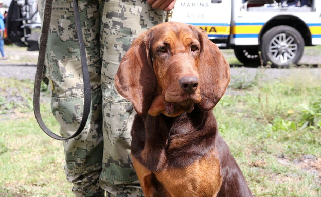 מקס, הכלב שסייע באיתור ומעצר ברון הסמים קינטרו (צילום: reuters)