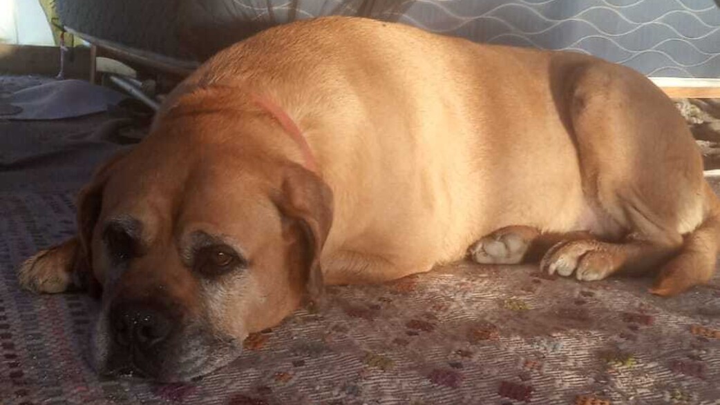 הכלבה ננדי נורתה למוות על ידי שוטר