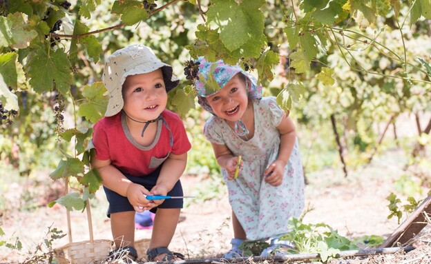 בוצרים ונהנים במשק אופיר (צילום: אדווה אופיר)