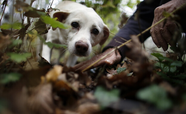 כלב בחיפושים אחר פטריות כמהין לבנות באיטליה (צילום: Reuters)