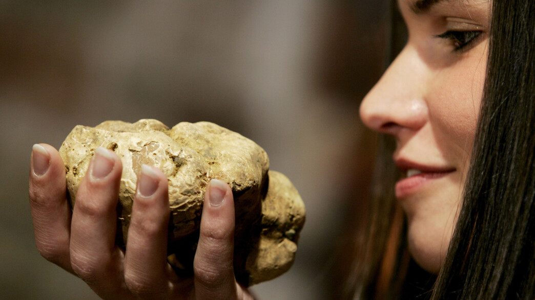 כמהין לבנה בתצוגה באיטליה כמהין לבנה בתצוגה באיטליה