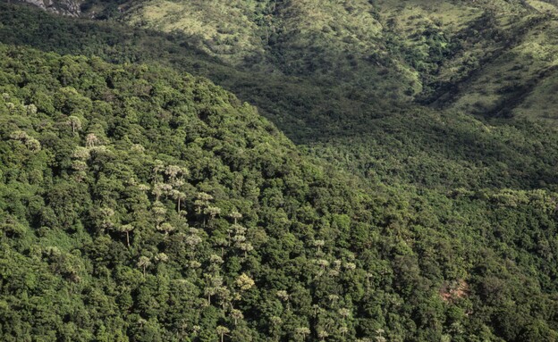 יערות הגשם בקונגו, אגן קונגו (צילום: DEA / S. VANNINI, Getty images)