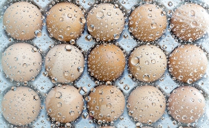 מותר להקפיא ביצים? (צילום: shutterstock, supparsorn)