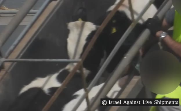 תיעוד התעללות בבעלי חיים בנמל חיפה (צילום: חדשות)