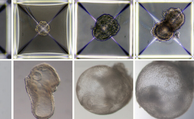 חוקרים הצליחו לייצר עוברים במעבדה בלי ביצית וזרע (צילום: מכון ויצמן למדע)