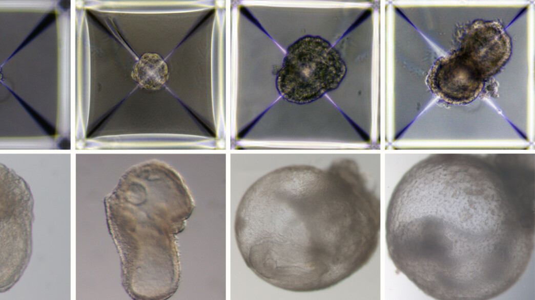 חוקרים הצליחו לייצר עוברים במעבדה בלי ביצית וזרע