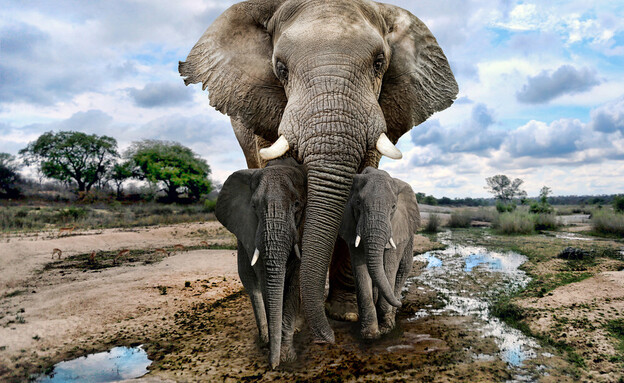 פילים בקניה (צילום: Katrina Brown, shutterstock)