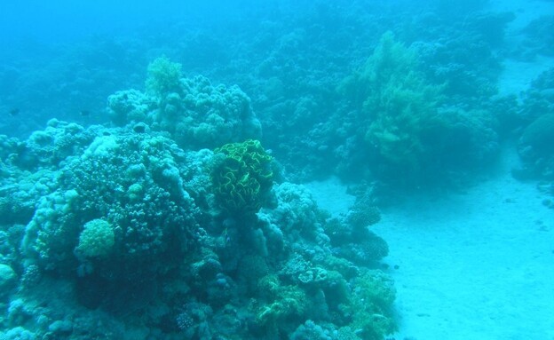 שונית האלמוגים במפרץ אילת (צילום: דרור צוראל, המשרד להגנת הסביבה)