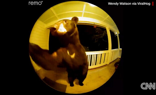 דוב מצלצל בפעמון הבית (צילום: cnn)