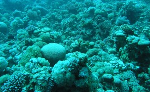שונית האלמוגים במפרץ אילת (צילום: דרור צוראל, המשרד להגנת הסביבה)