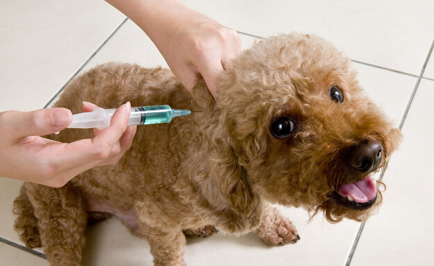 כלב מקבל חיסון נגד כלבת (צילום: getty images)
