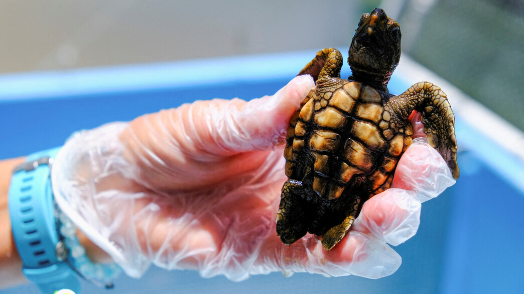 צב ים שמוחזק בבית חולים לצבים בפלורידה בארה"ב צב ים שמוחזק בבית חולים לצבים בפלורידה בארה"ב