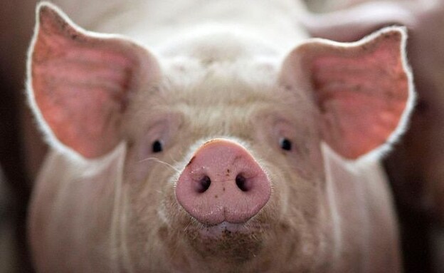 חזיר בחוות דאנקן, אילינוי (צילום: reuters)