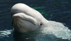 לווייתן בלוגה (צילום: Getty Images)