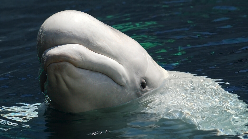 לווייתן בלוגה (צילום: Getty Images)