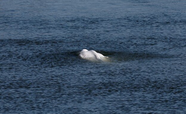 לווייתן הבלוגה שנתקע בנהר הסן בצרפת (צילום: Benoit Tessier, reuters)
