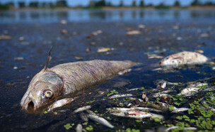 טונות של דגים נמצאו מתים בנהר אודר בפולין-גרמניה (צילום: רויטרס)