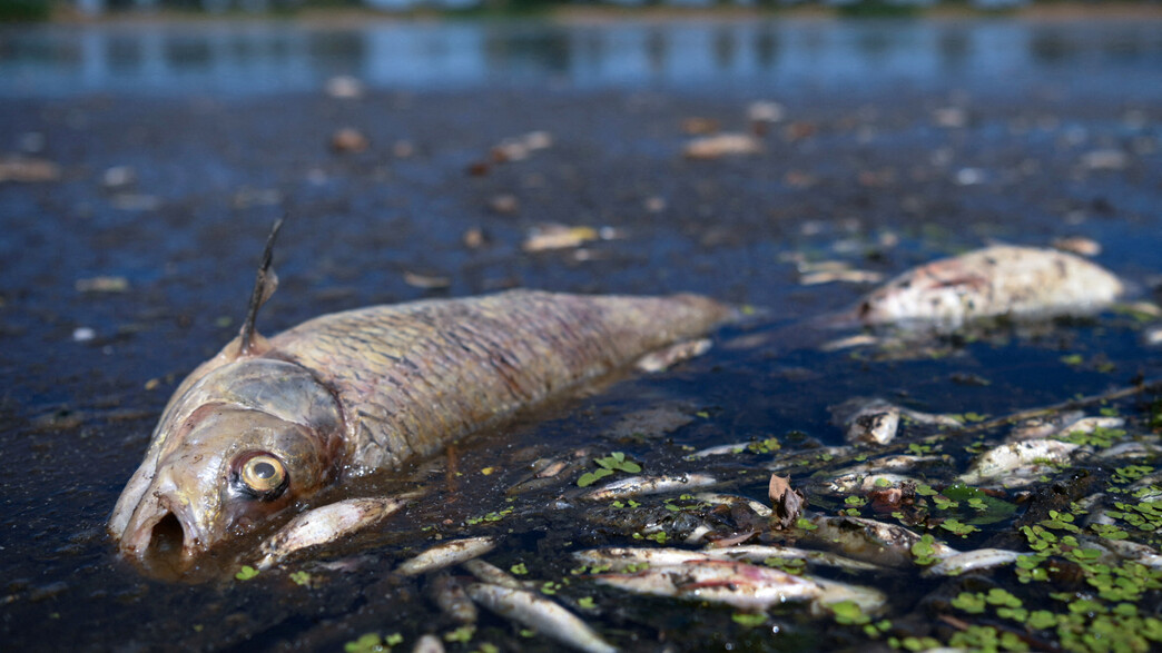 טונות של דגים נמצאו מתים בנהר אודר בפולין-גרמניה