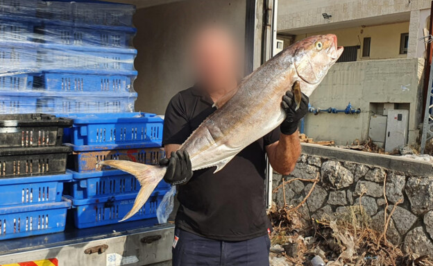 דג שנתפס בניסיון הברחת 13 טונות דגים מעזה ליהודה ו (צילום: משרד החקלאות, משרד החקלאות ופיתוח הכפר)