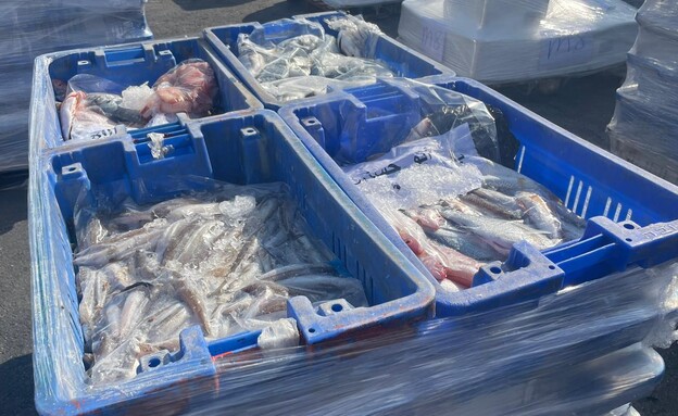13 טונות דגים ופירות ים נתפסו בניסיון הברחה  (צילום: משרד החקלאות, משרד החקלאות ופיתוח הכפר)