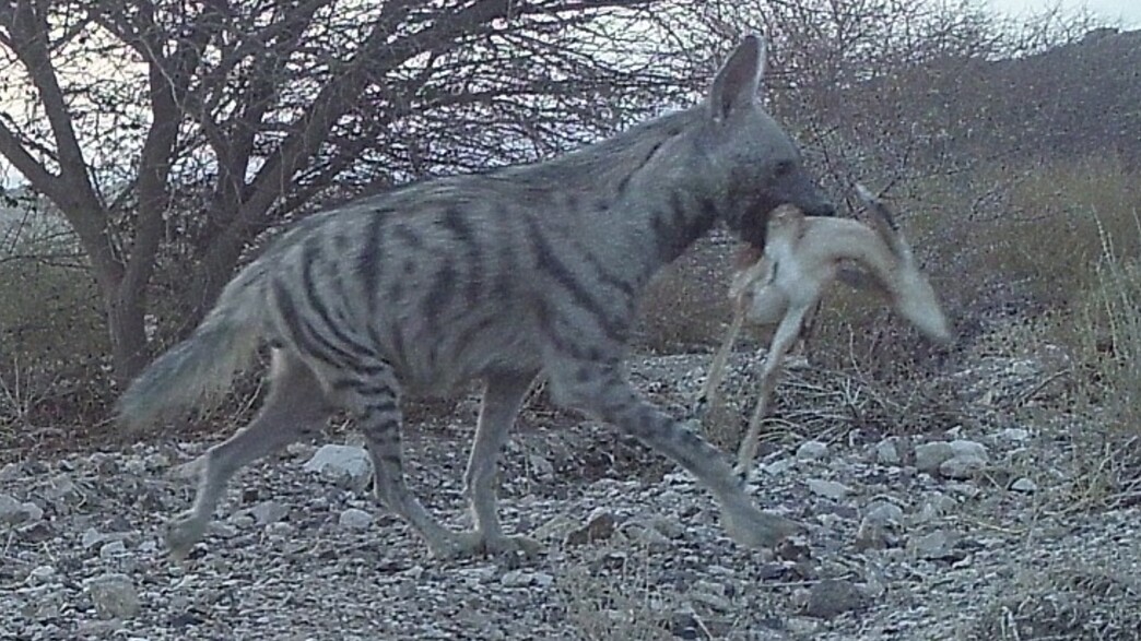 תיעוד נדיר בערבה: צבוע טורף עופר צעיר