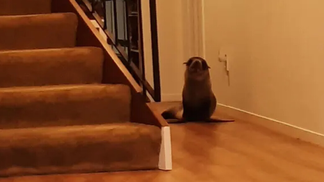 כלב ים פרץ לבית בניו זילנד