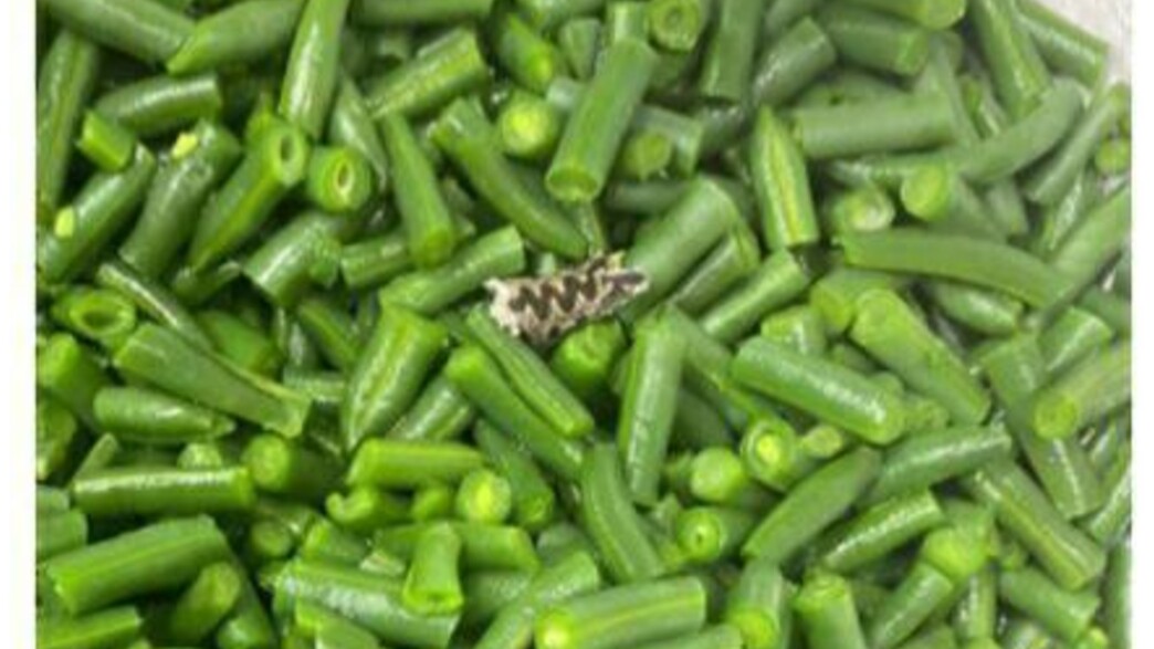 חלקי נחש בתוך שעועית סנפרוסט