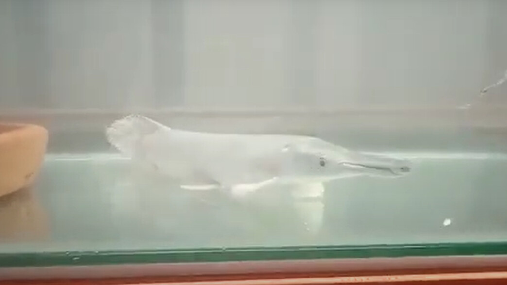 דג תנין שנתפס בעת ניסיון הברחה לישראל