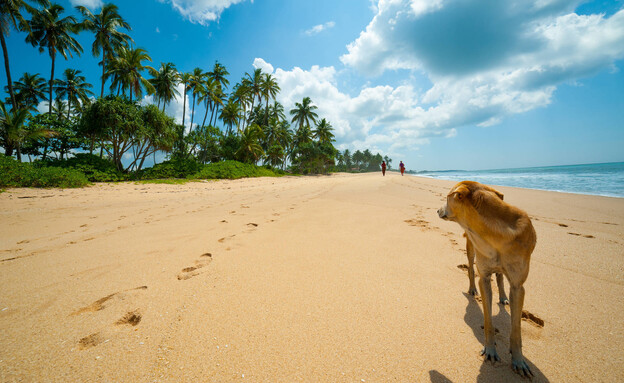 כלב על החוף (צילום: Anton Gvozdikov, shutterstock)