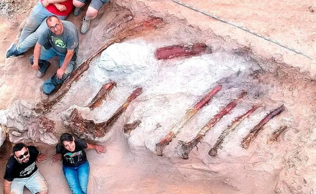 שרידי דינוזאור גדול נמצאו בפורטוגל (צילום: רויטרס)
