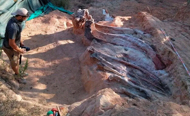 שרידי דינוזאור התגלו בפורטוגל  (צילום: רויטרס)