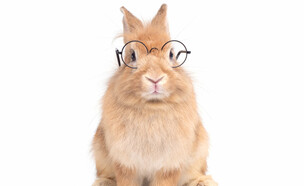 ארנב עם משקפיים (אילוסטרציה: Arlee.P, shutterstock)