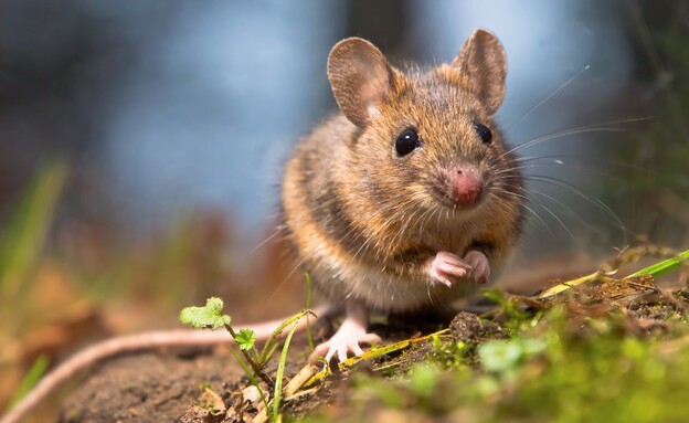 עכבר (צילום: 123RF‏)