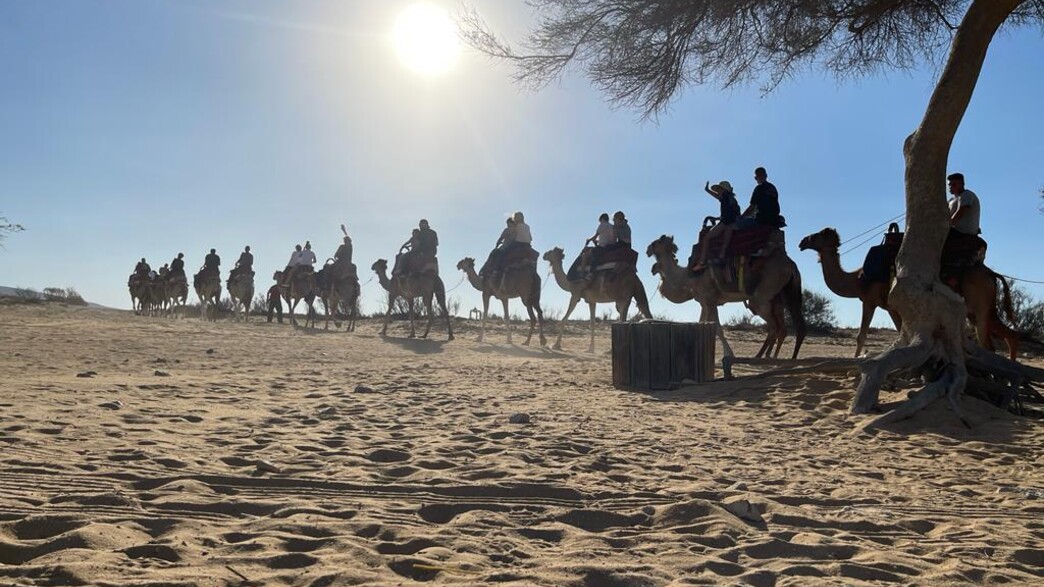 דימונה - רכיבה על גמלים