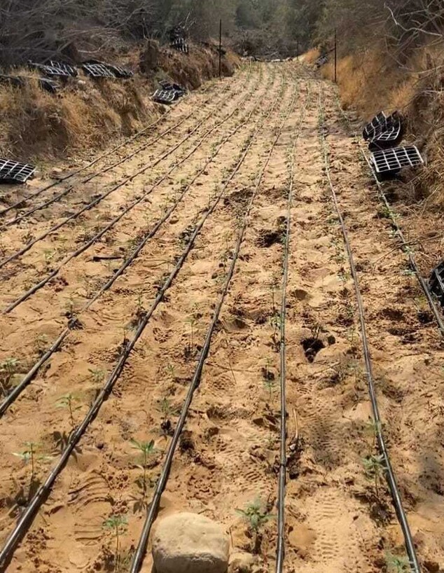 משטרת ישראל חשפה שדה קנאביס בנגב (צילום: דוברות משטרת ישראל)