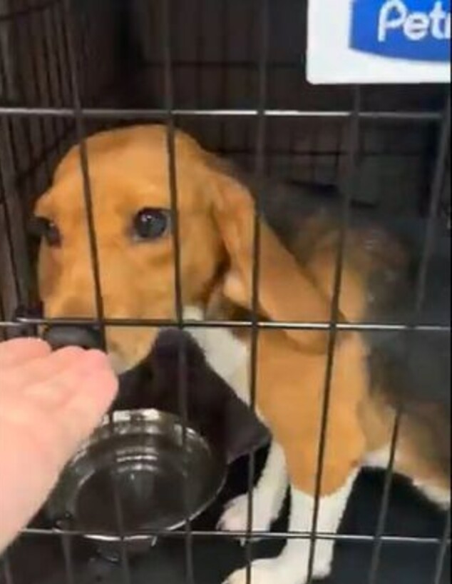 כלבים חולצו מניסויים בווירג'יניה