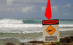 סכנת כרישים בחוף בהוואי (צילום: מתוך הרשתות החברתיות לפי סעיף 27א' לחוק זכויות יוצרים)