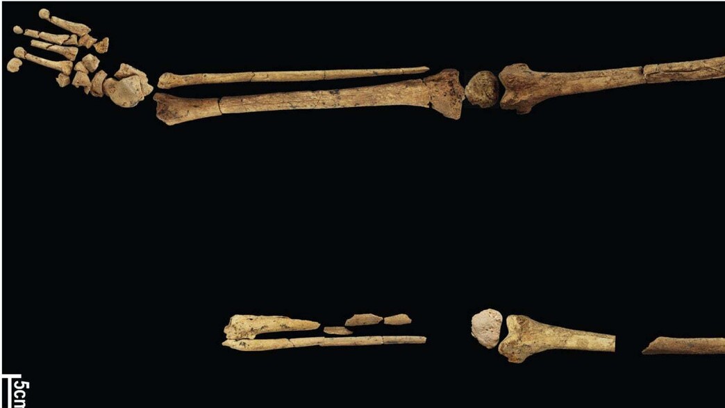 השלד שנמצא בקבר באינדונזיה השלד שנמצא בקבר באינדונזיה