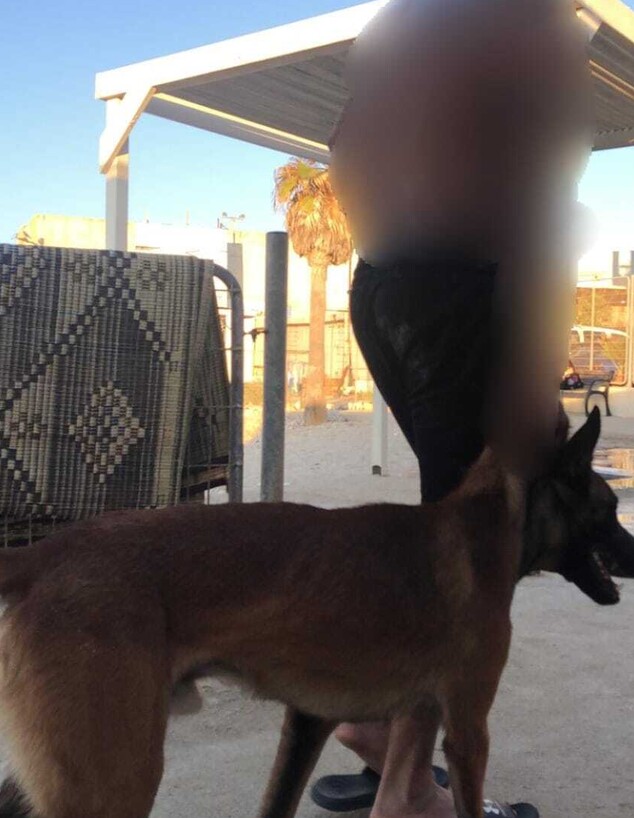 התעלל בכלב בחוף הים בחיפה (צילום: דוברות המשטרה)